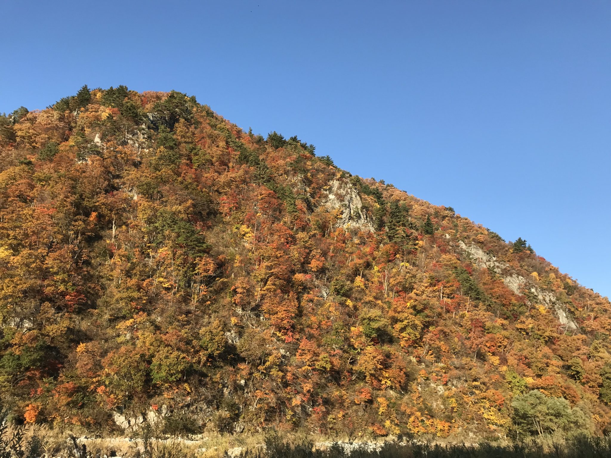 山々が色づき始めました！