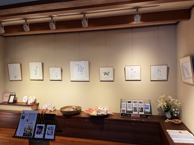 ロビーで山野草の絵を展示しています