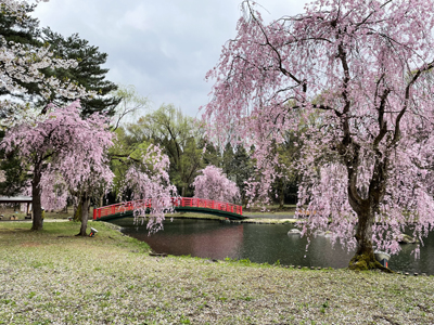 湯沢の桜
