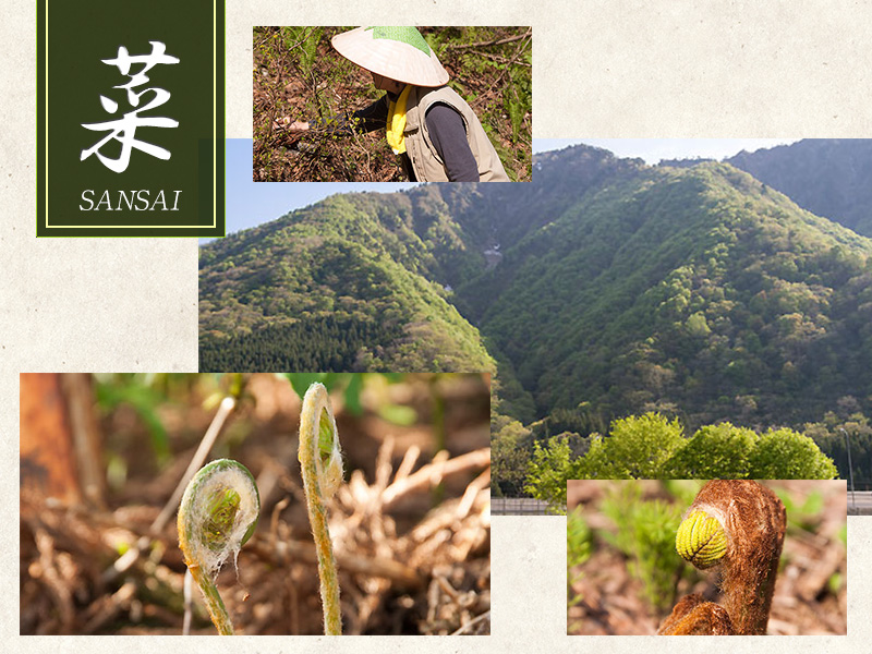 Edible Wild Plants